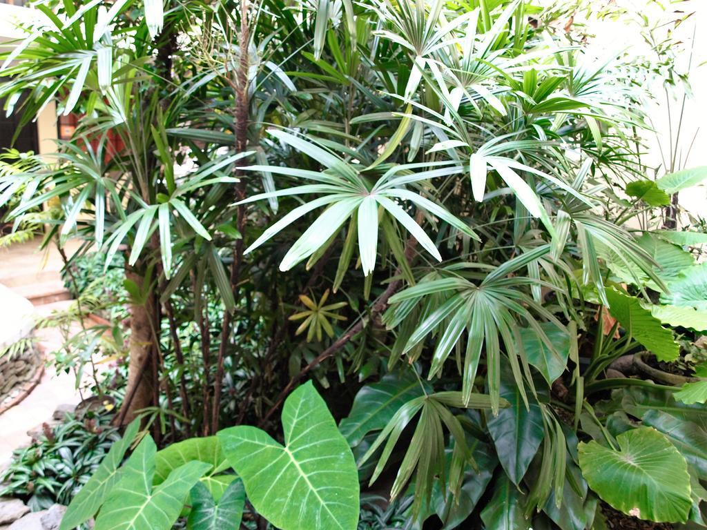 Hotel The Palm House Inn Сан-Хосе Экстерьер фото